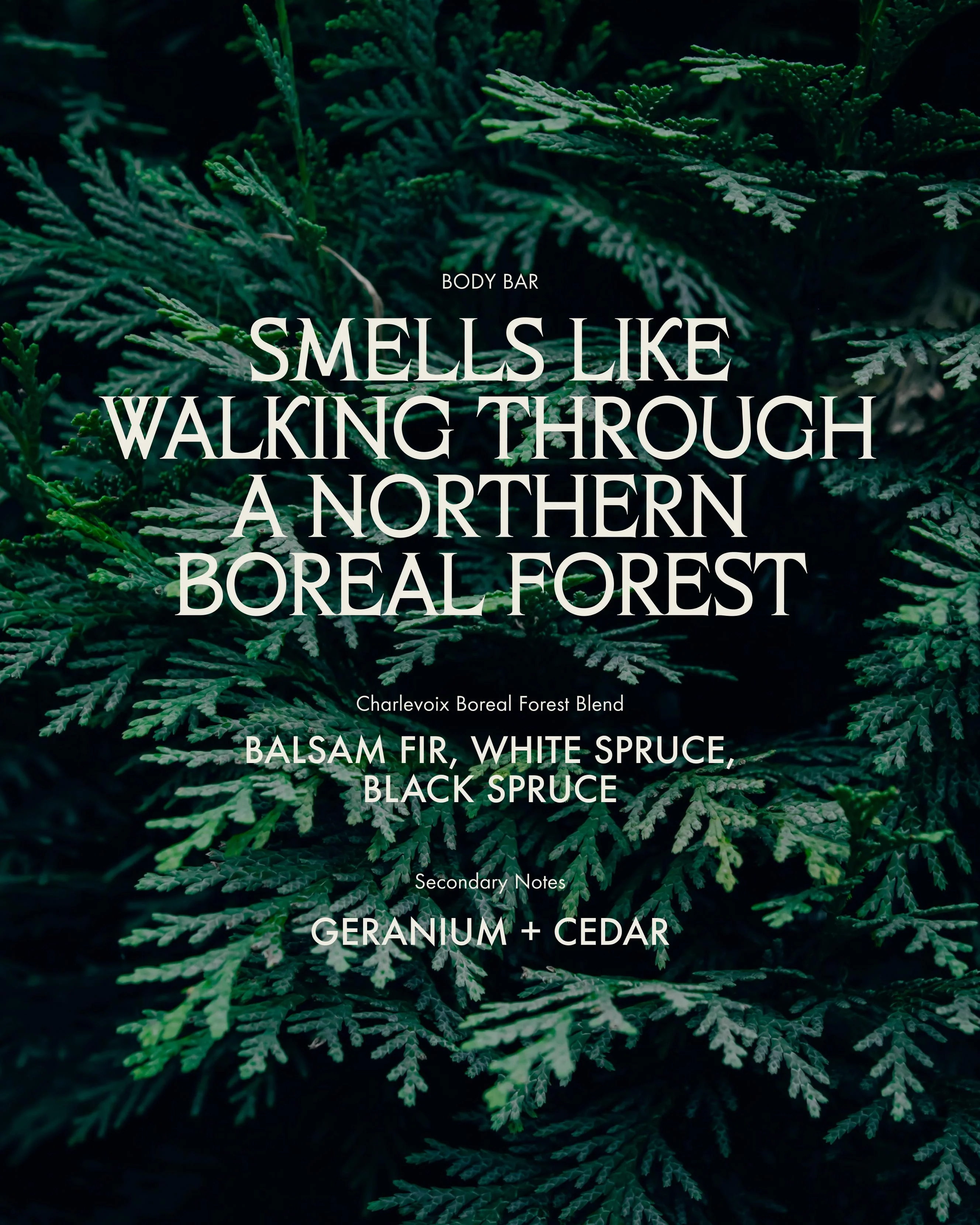 Sans Savon Body Bar Charlevoix Boreal Forest Blend - Image 5