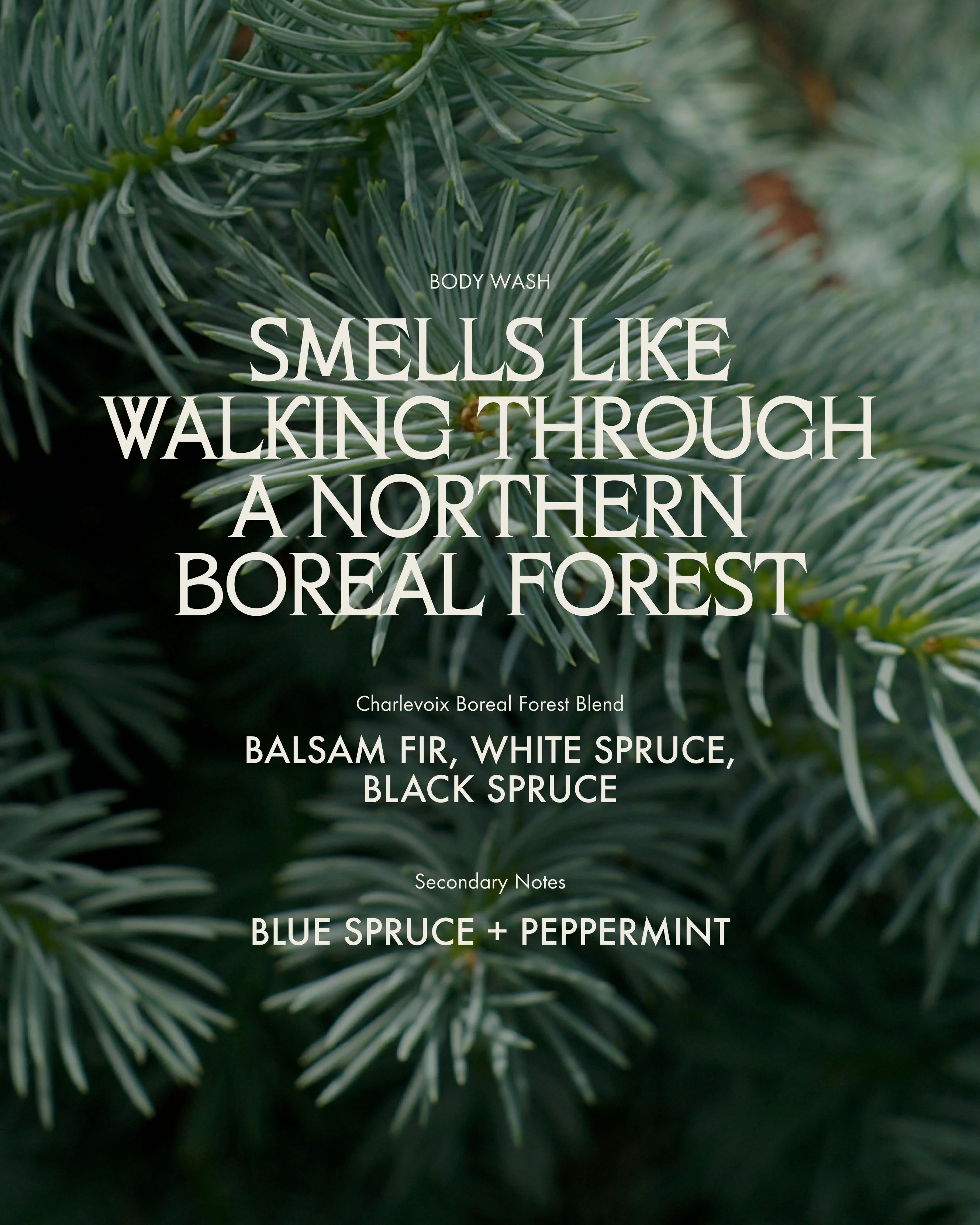 Sans Savon Body Wash Refill Charlevoix Boreal Forest Blend - Image 7